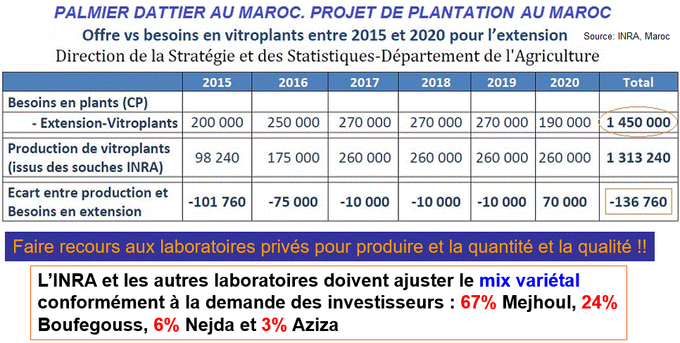 Palmier dattier. vitroplants besoins maroc