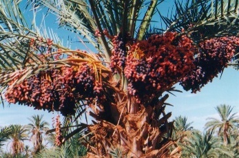 Morocco. Phoenis dactylifera cultivars