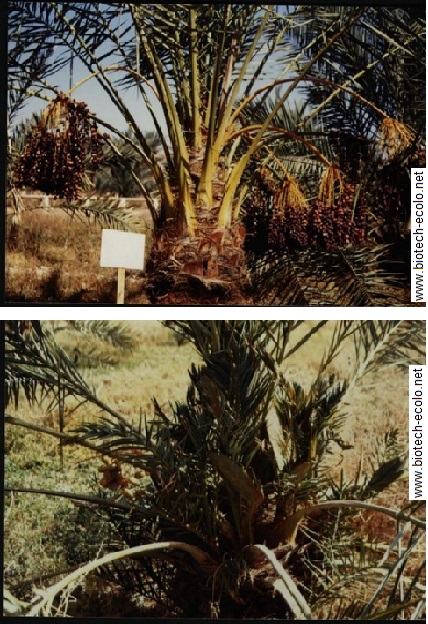 palmier. modifications foliaires