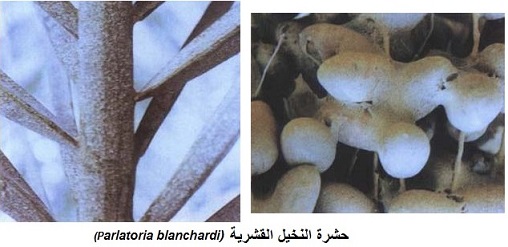 Parlatoria on date palm