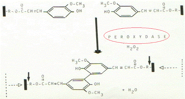peroxydase
