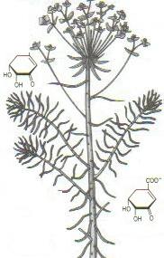 Plantes. huiles essentielles