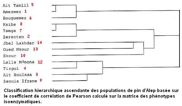 pine. dendrogram