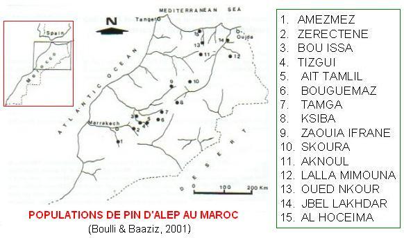 pin d'Alep (Pine in Morocco