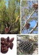 Pine tree (pin d'Alep, Pinus halepensis). Morocco populations