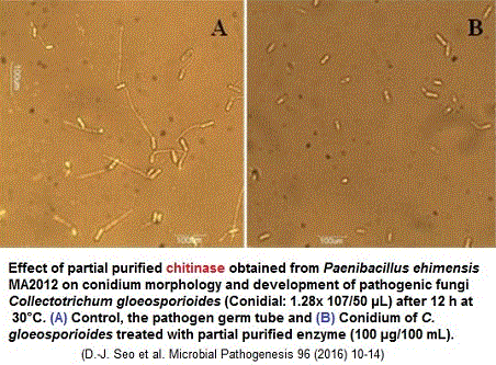 Paenibacillus ehimensis, Colletotrichum