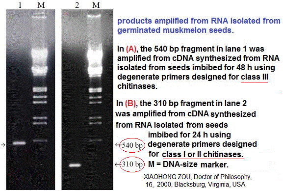 DNA electrophoresis