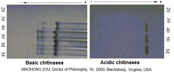 Basic and acidic enzymes