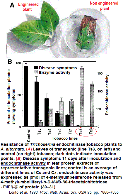 transformation génétique par chitinase du Trichoderma harzianum