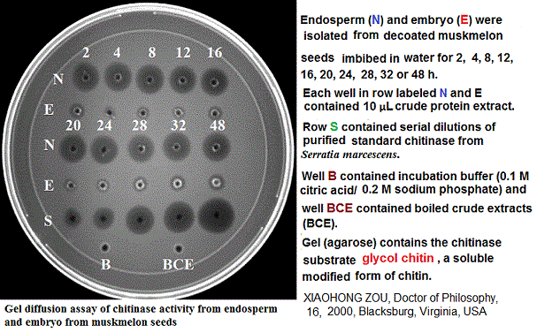 enzyme test by gel diffusion