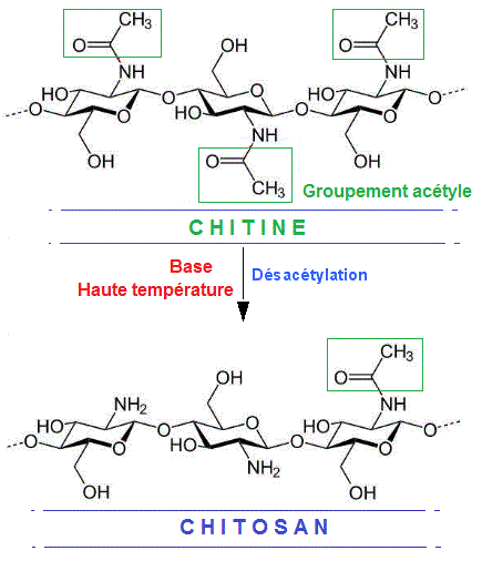 Chitin