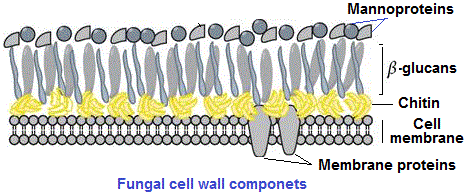Fungal cell wall