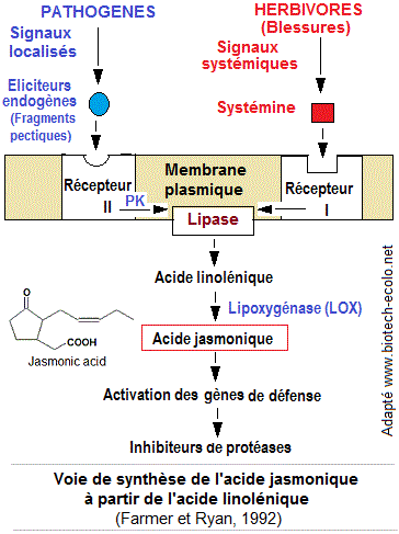 Acide jasmonique