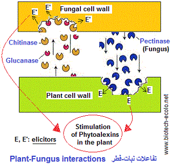 Plant and fungal cell wall