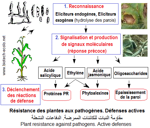 Plants. Active defenses