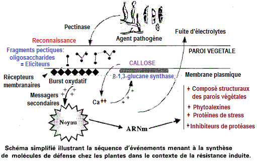 Résistance induite