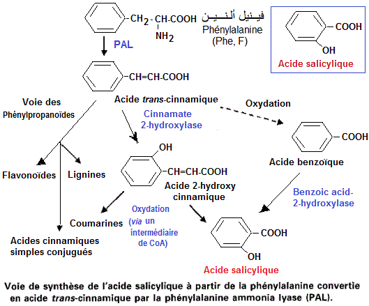 Acide salicylique