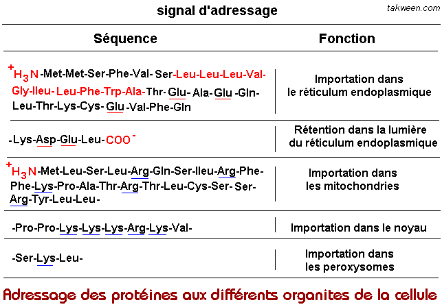 signaux