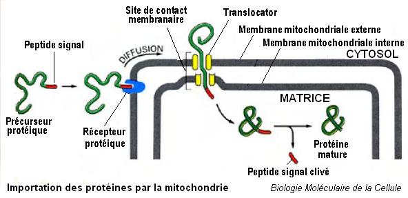 Proteins. Importation dans les mitochondries