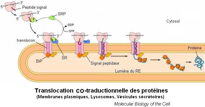 translocation co-traductionnelle