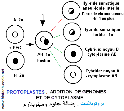 cybride
