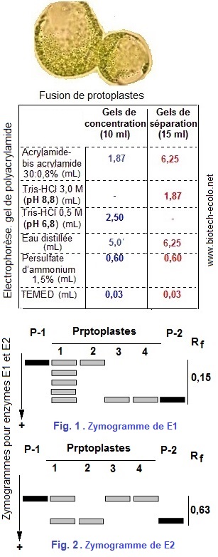 isoenzymes