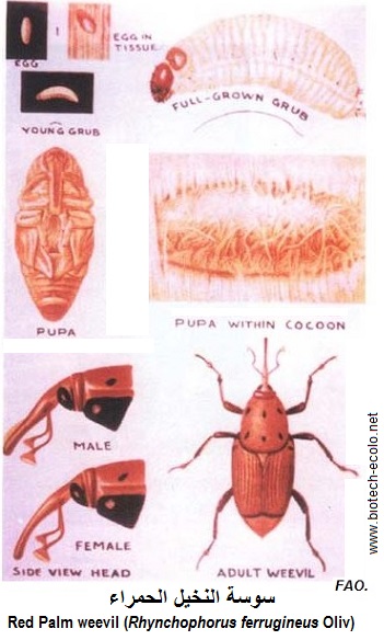 Charançon rouge, red palm weevil