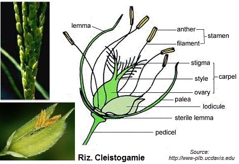 Plantes autogames (ذاتيات الإخصاب). Amélioration génétique