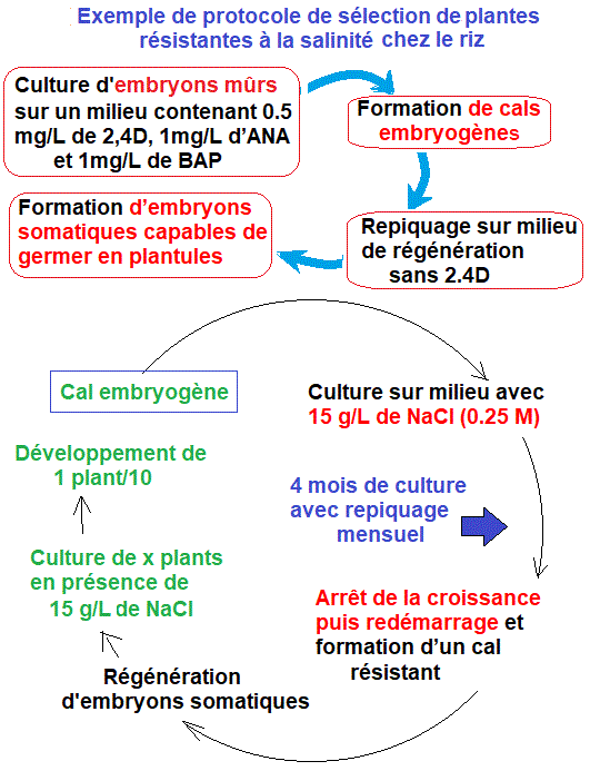 résistance à la salinité