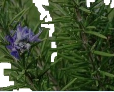 romarin