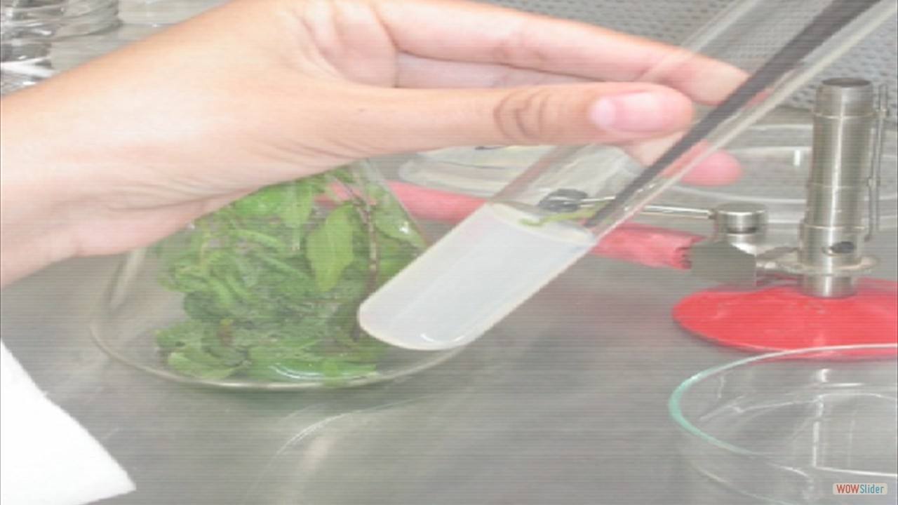 01-vitro-culture-2