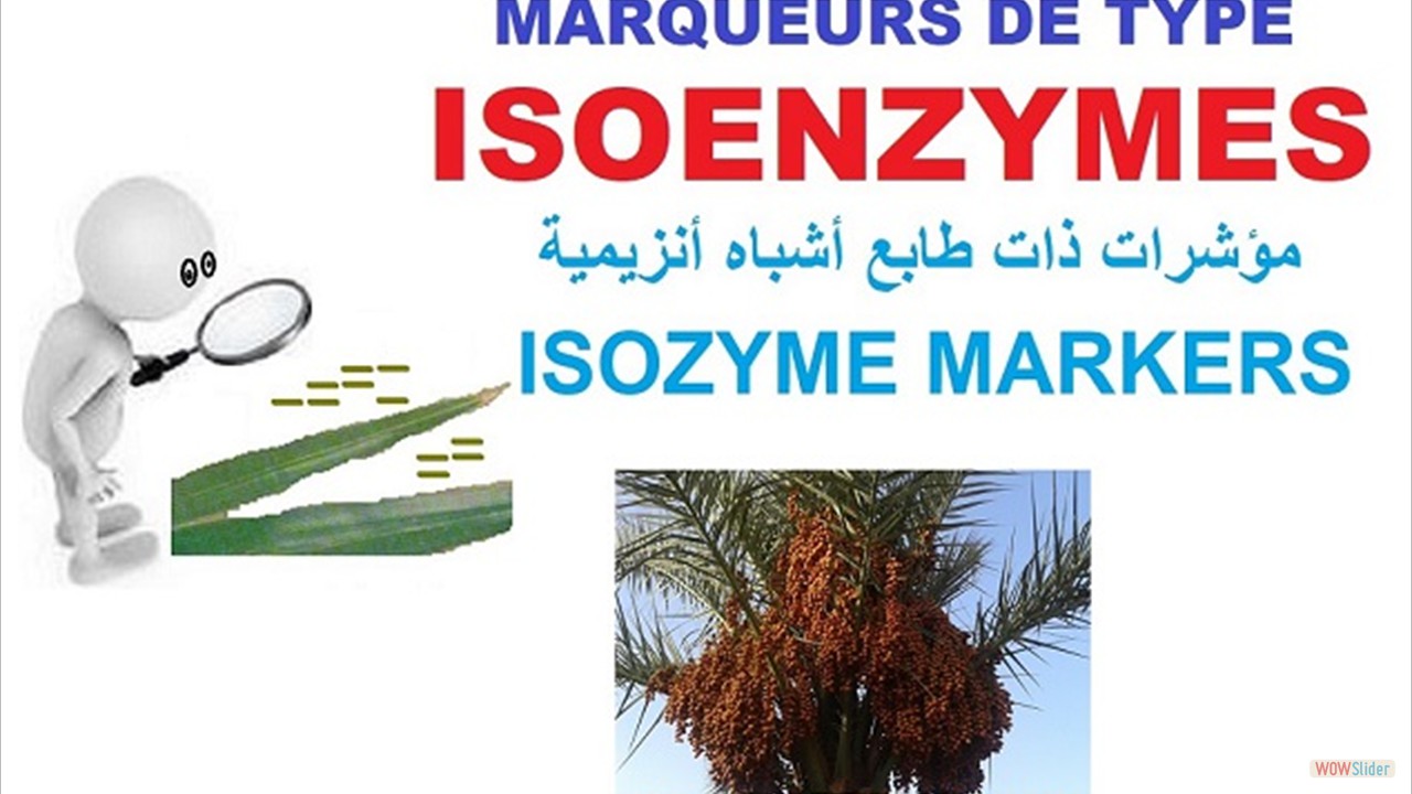 03-palmier-isoenzymes