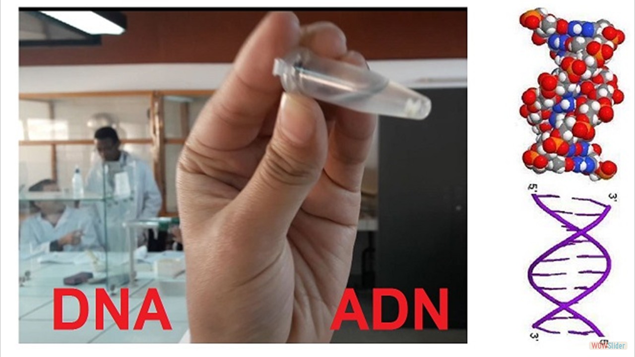 06-dna-purification