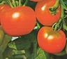 tomate. plantes Extraits