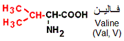 valine