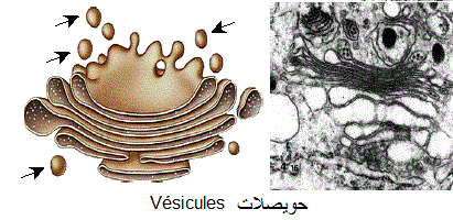 Vésicules