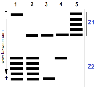 zymogramme